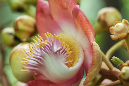 Couroupita guianensis flower pollen beautiful ,close upの写真素材