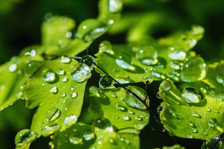 Rain drops on  grass leaves