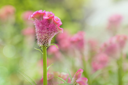 Cockscomb flowers pink with soft blur backgroundの写真素材