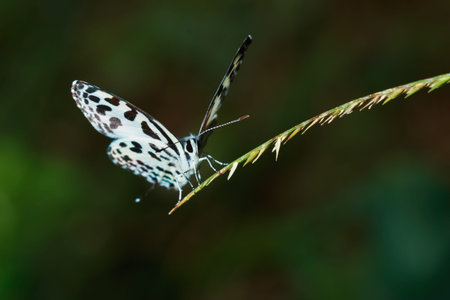 Butterfly with wing black-white on grass leavesの写真素材