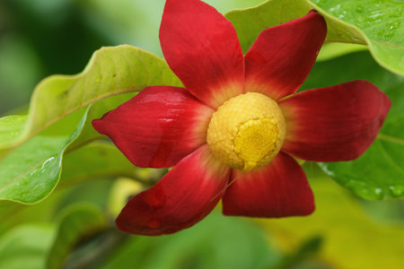 Uvaria grandiflora flowers