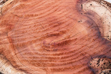 Wood texture cut tree trunk used as backgroundの写真素材