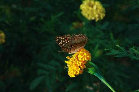 Butterfly on  flowers yellow with nature backgroundの写真素材