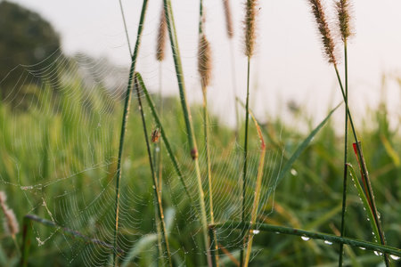 Small Spider with dews on its nest in fieldsの写真素材