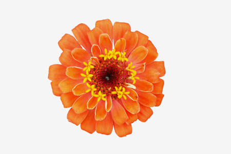 Orange zinnia on a isolated white backgroundの写真素材