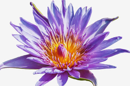 Beautiful  lotus flower isolated on white backgroundの写真素材