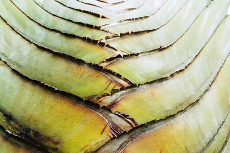 Texture of leaf stalk of  palm  used as backgroundの写真素材
