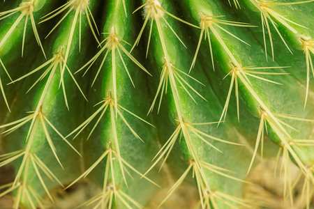 Texture the thorn cactus background from macro nature