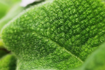 green leaves background