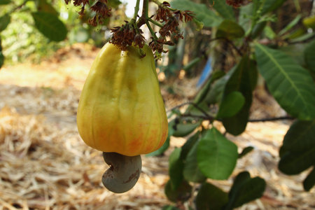 Fresh Cashew nuts are ripe on the  Cashew tree in gardenの写真素材