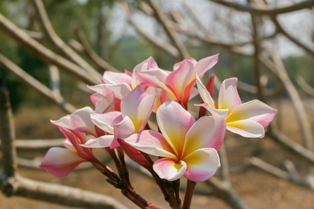 Closeup  beautiful pink plumeria on tree outdoorの写真素材