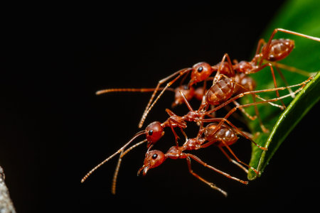 Red ant of teamwork on a leavesの写真素材