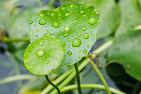 Water  drops on fresh green   lotus  leafの写真素材