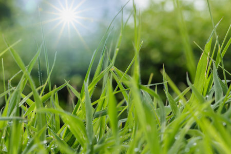 Leaves  green grass with sun and sky clouds as background