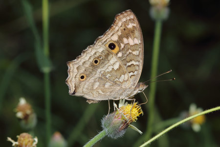 Close up common  butterfly on grass flowers