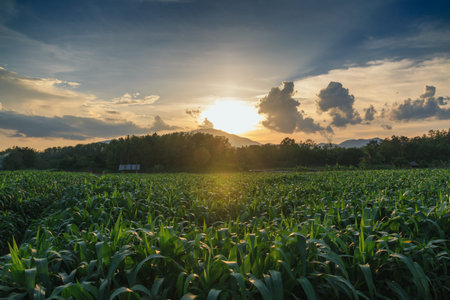 Corn field with the last rays of sunset.の写真素材