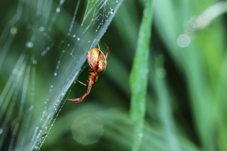 Spider on the web with dew dropsの写真素材