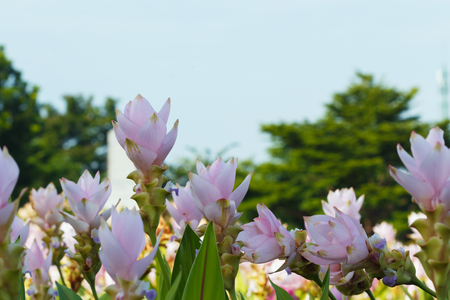 Beautiful pink flowers Krachiew in the garden outdoors.の写真素材