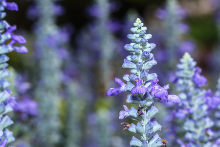 Lavender bushes close up in garden outdoorの写真素材