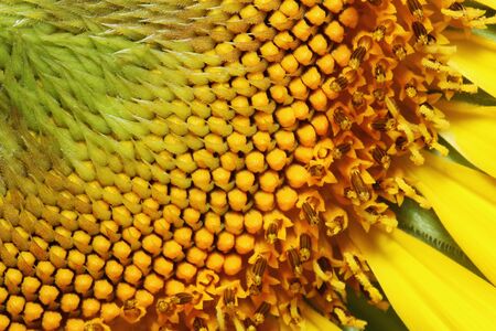 close up pollen sunflowers backgrounds with beautifulの写真素材