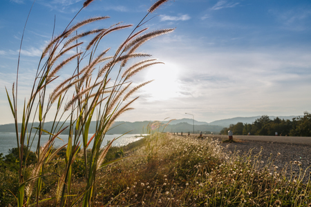Grass flowers with sky clouds backgroundの写真素材