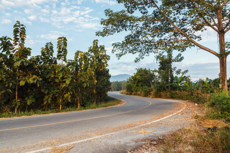 Holiday  Summer countryside road with tree waysideの写真素材