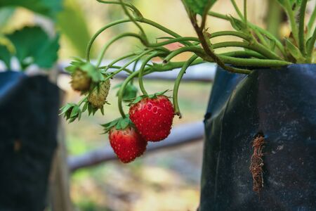 Fresh strawberries that are grown in garden agricultureの写真素材