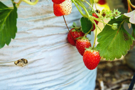 Fresh strawberries that are grown in garden agriculture outdoorの写真素材
