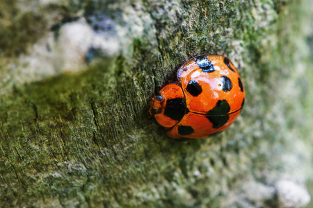 Little ladybug on brown space of macro photographyの写真素材