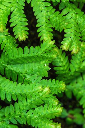 Leaves green fern used as backgroundの写真素材