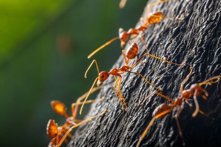 Red ant walk on a treeの写真素材