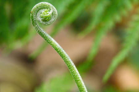 Soft shoots ferns Green  of  on a leaves backgroundの写真素材