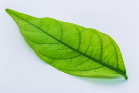 Green leaves on a white backgroundの写真素材