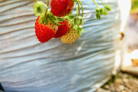 Fresh strawberries that are grown in garden agriculture outdoorの写真素材