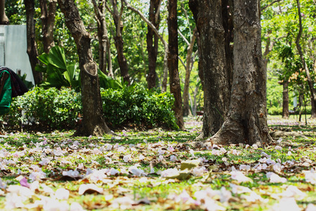 Pink flowers Tabebuia  rosea blossom  with wilted petals backgroundの写真素材