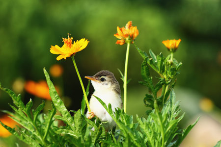 Warbler small on  branch garden with nature backgroundの写真素材