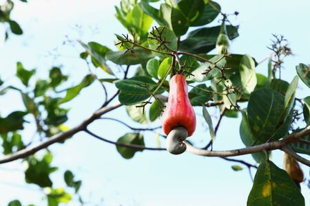 The cashew nut red ripe on the tree.の写真素材