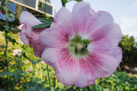 Hollyhock flower blooming in garden outdoor with beautiful