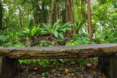 Old wooden bench in the gardenの写真素材