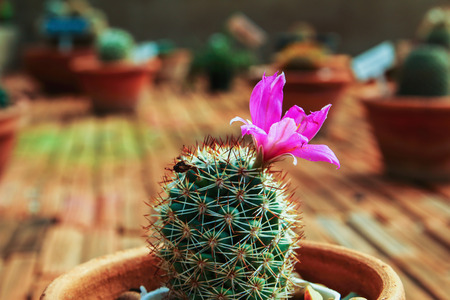 The  pink succulents  and cactus blooming flowersの写真素材