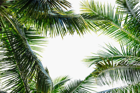 Leaves coconut trees on isolated white backgroundの写真素材