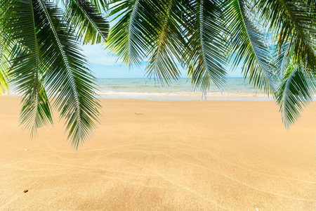Palm  leaves and summer beach  seaの写真素材