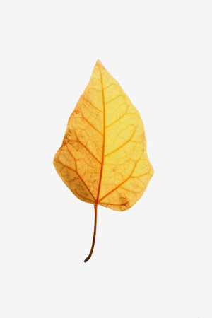 Close up yellow leaves on white background,The concept leaves wilted Expired.の写真素材