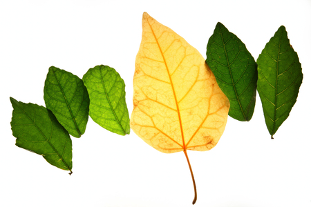 Creative layout of color autumn leaves,concept  of change age skin and healthyの写真素材