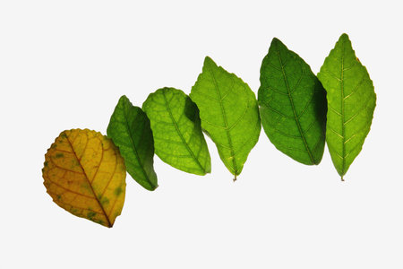 Creative layout of color autumn leaves,concept  of change age skin and healthy