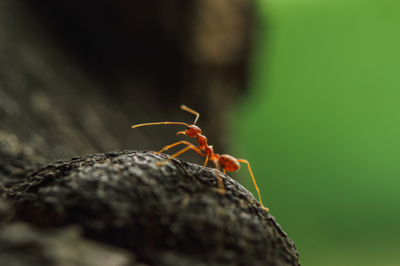 Red ant walk on a tree ,macro natureの写真素材