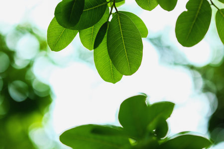 Green leaves fresh on nature background with selective focus