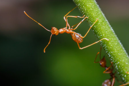 Red ant on a tree with  nature  background