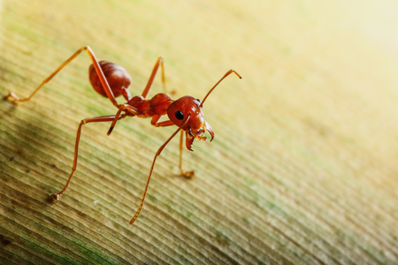 Red ant on a leaves yellow used backgroundの写真素材