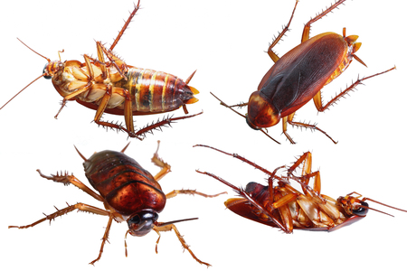 Cockroach brown  with isolated on a white backgroundの写真素材